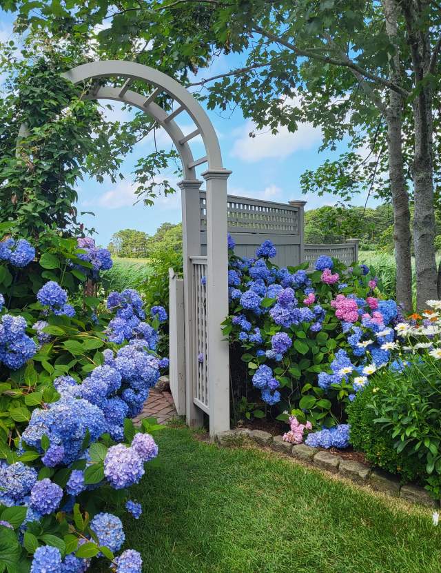 Cape Cod Hydrangea Festival Garden Tours 1